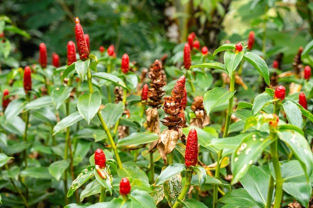 Costus spicatus, also known as spiked spiralflag ginger or Indian head ginger