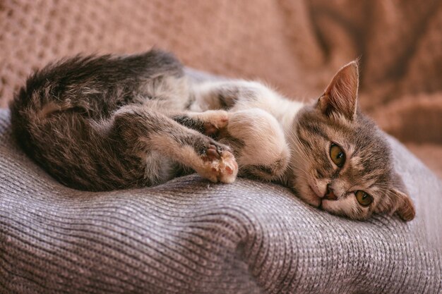 Cosy sleeping cat on warm blanket Beautiful kitten relaxing on warm sweater