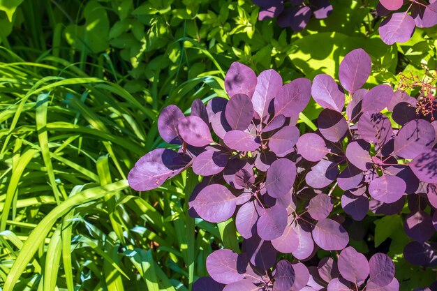 Photo cotinus coggygria rhus cotinus smoketree smoke tree smoke bush or dyers sumach