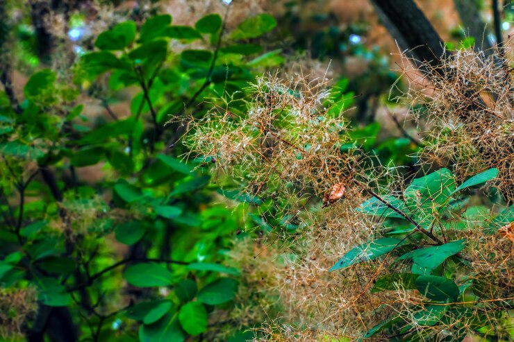 फोटो cotinus coggygria rhus cotinus smoketree smoke tree smoke bush or dyers sumach