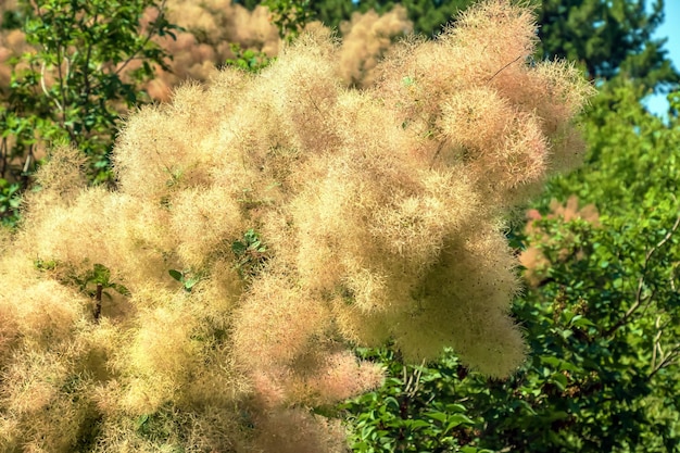 Photo cotinus coggygria rhus cotinus smoketree smoke tree smoke bush or dyers sumach