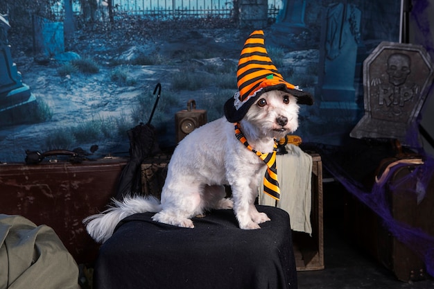 Coton de Tulear in a Halloween night scene with a hat