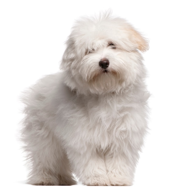 Coton de Tulear 강아지 (4 개월 이상)