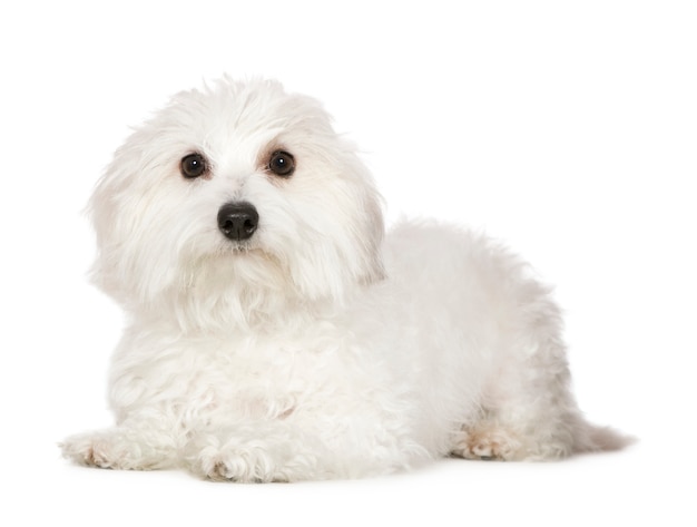 1 년의 Coton de Tulear. 고립 된 개 초상화