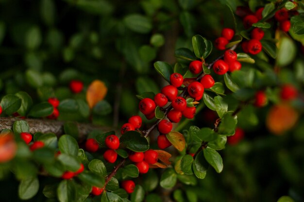 Cotoneaster conspicuus horizontalis red berries on a branch