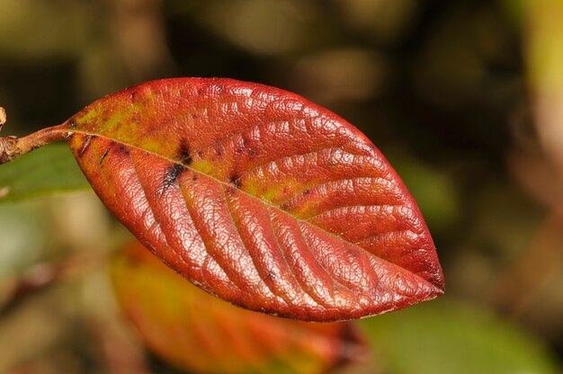 Cotoneaster gekleurd blad in de herfst