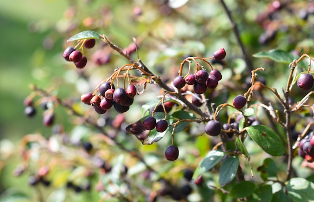 Cotoneaster lucidus Hedge 러시아 극동 지역에서 자라는 Cotoneaster 열매