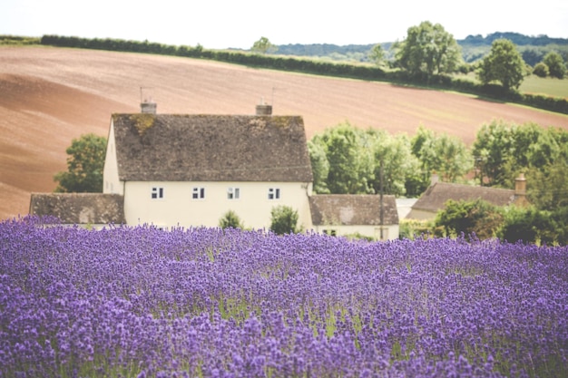 Cotswold cottage overlooking the lavender fields in full bloom at Snowshill in Worcestershire.

July 2017