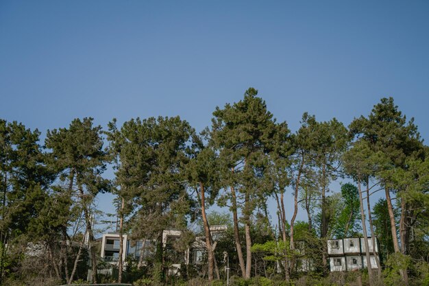 Cottage buildings in a coniferous forest