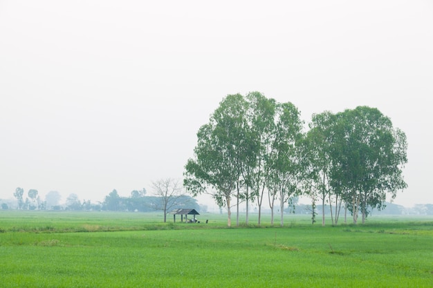 Cottage in rice fields