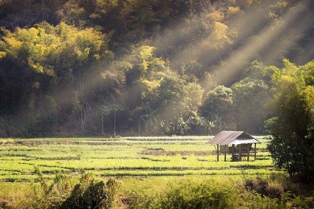 Cottage in soybean garden among the mountains 