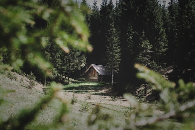 Cottage te midden van bomen die in het bos groeien