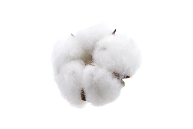 Cotton boll dried cotton flower isolated on white background