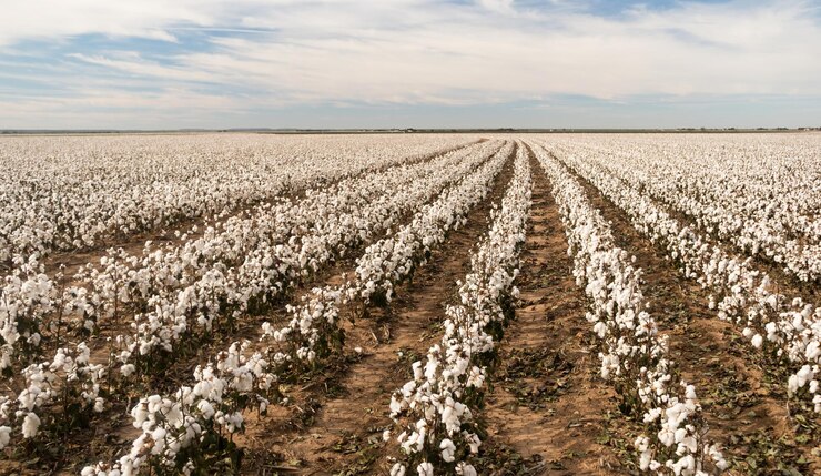 Photo cotton boll farm field texas plantation agriculture cash crop