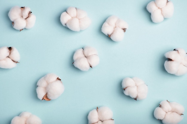 Cotton bolls on a blue background. Pattern, flat lay, top view