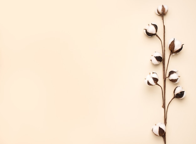 Cotton branch on beige pastel background, copy space, top view. Delicate white cotton flowers