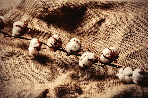 Photo cotton branch on jute background.