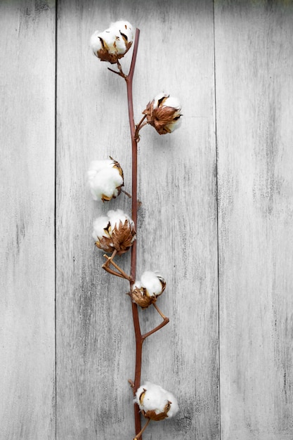 Cotton branch on a light wooden background top view