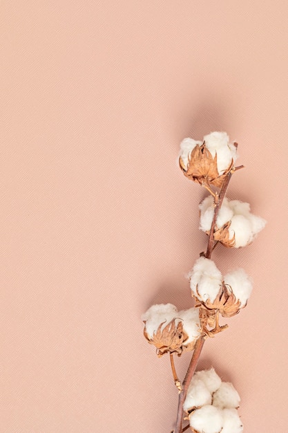 Cotton branch on pink background flat lay