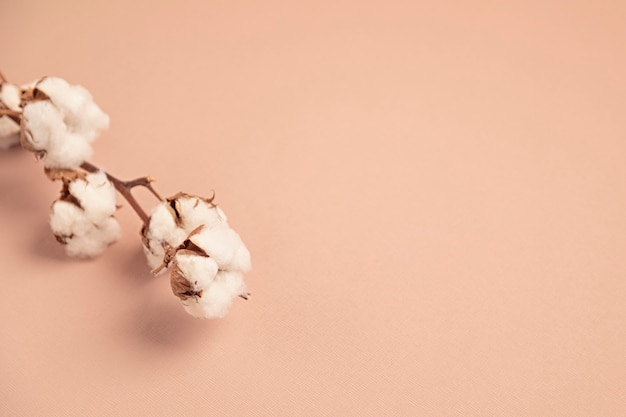 Cotton branch on pink background flat lay