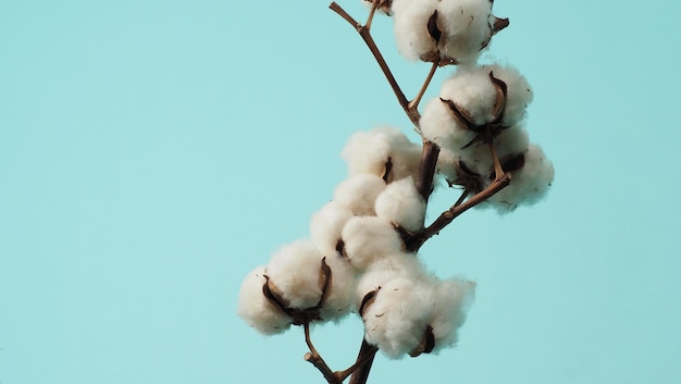 Cotton branch Real delicate soft and gentle natural white cotton balls flower