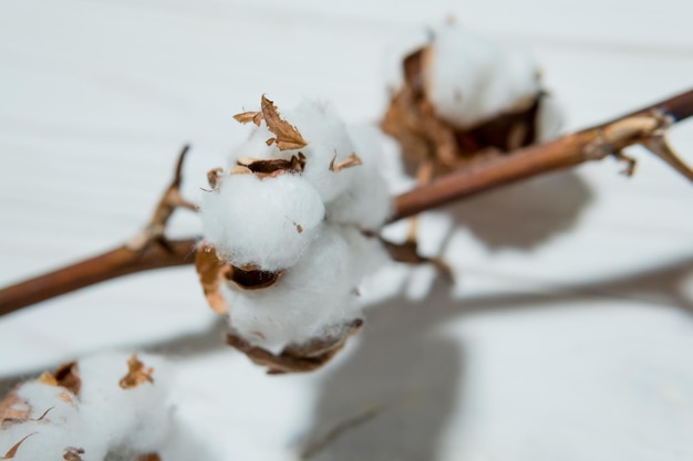 Cotton branch with dry flowers close up