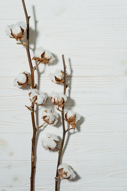 Cotton branch with dry flowers close up