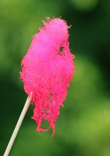 Cotton candy on stick in natural background