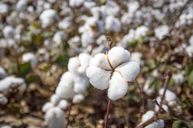 綿畑農業新鮮な自然生活