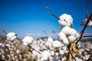 照片棉花地里农业新鲜自然的生活