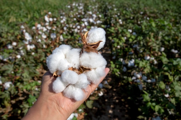 Foto agricoltura dei campi di cotone (turchia izmir foca)