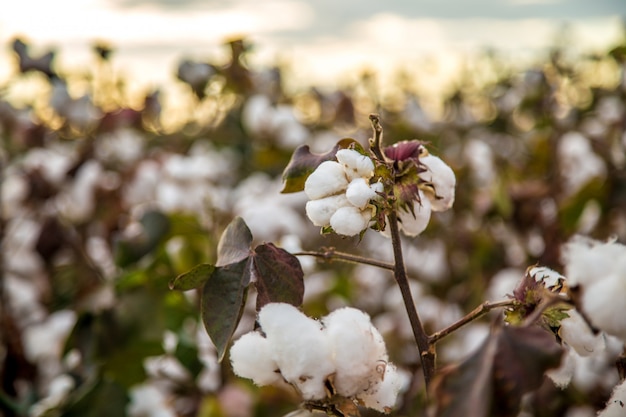 Cotton field plantation texture background