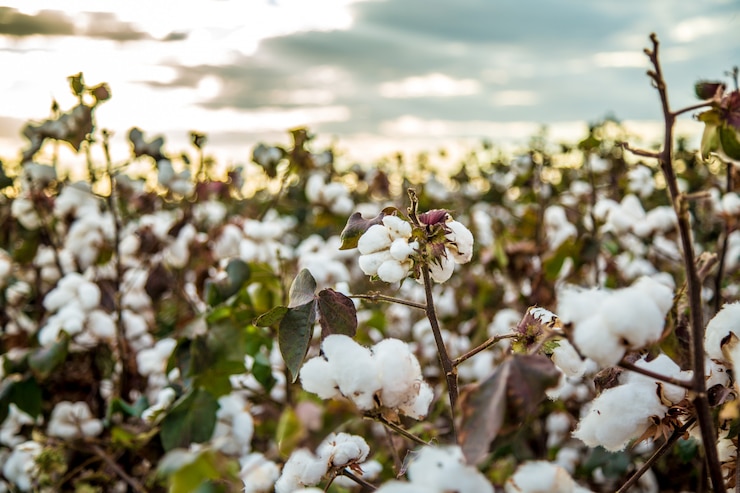 Photo cotton field plantation texture background