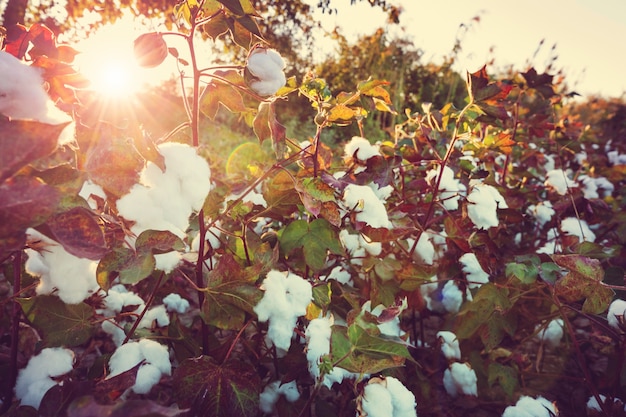 Cotton field at sunrise. Autumn season.