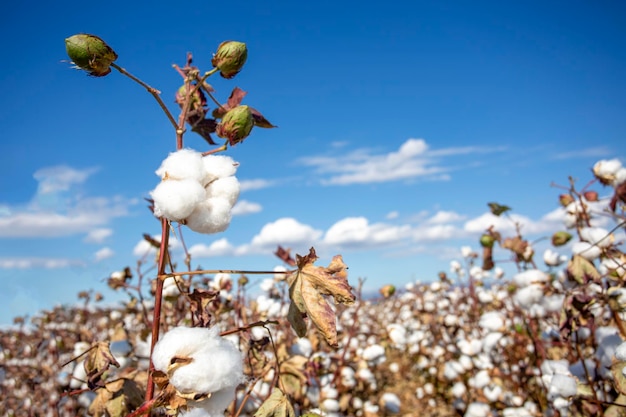 Photo cotton field (turkey / izmir). agriculture concept photo.