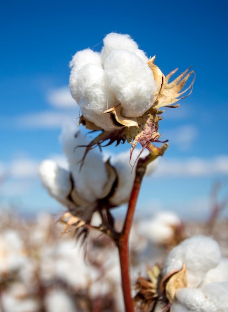 Photo cotton field turkey izmir agriculture concept photo