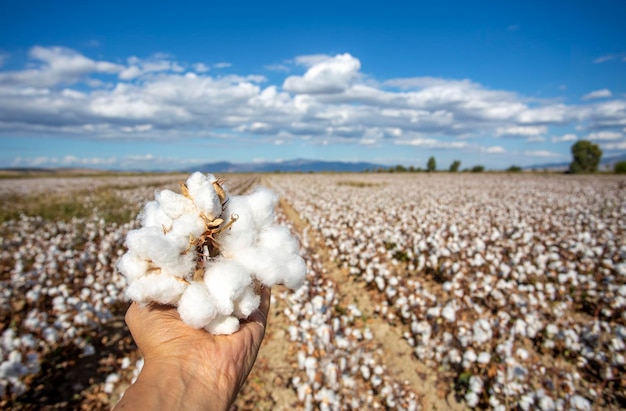 Photo cotton field (turkey - izmir). agriculture concept photo.