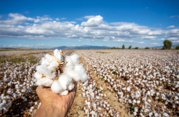 Cotton field Turkey Izmir Agriculture concept photo