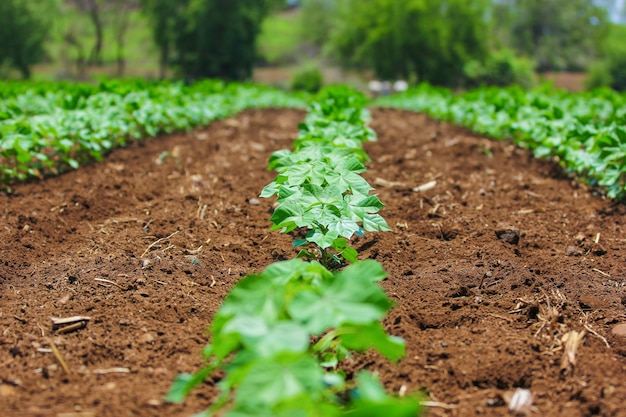 cotton field