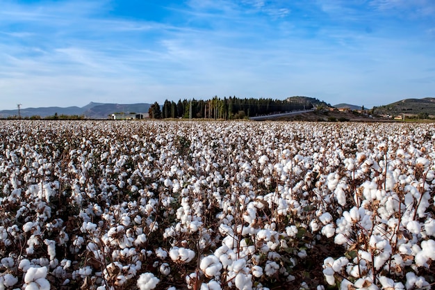 Cotton fields ready for harvesting, agriculture photo.