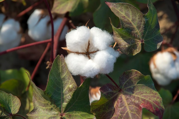 Cotton fields ready for harvesting, agriculture