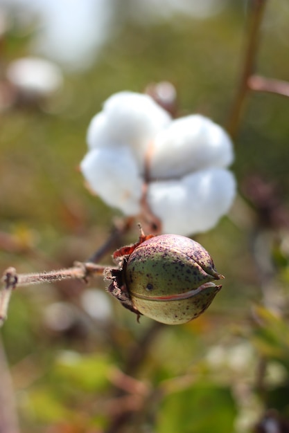 cotton fields