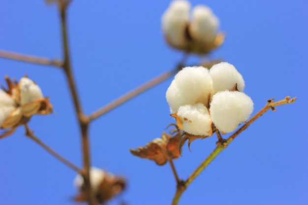 cotton fields