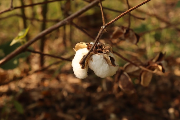 Premium Photo | Cotton fields