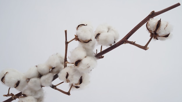 Photo cotton flower 0n white background.