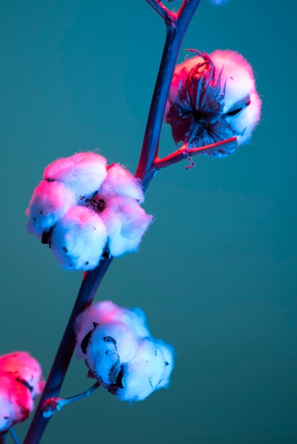 写真 青い背景に綿の花