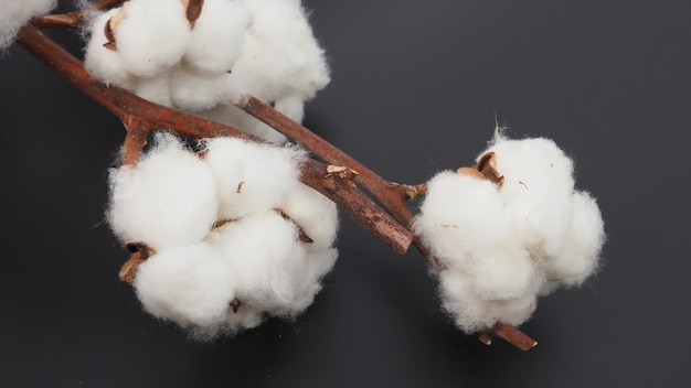 Cotton flower on black background.