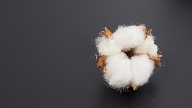 Cotton flower on black background.