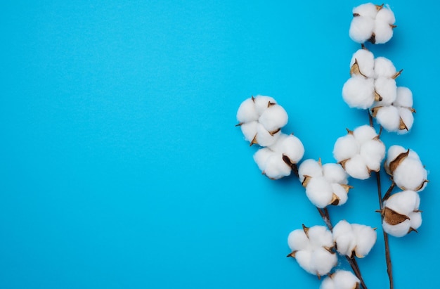 Cotton flower on a blue paper background overhead minimalism\
flat lay composition