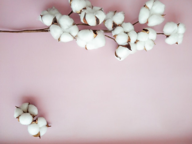 ピンクの背景に綿の花と綿の花の枝